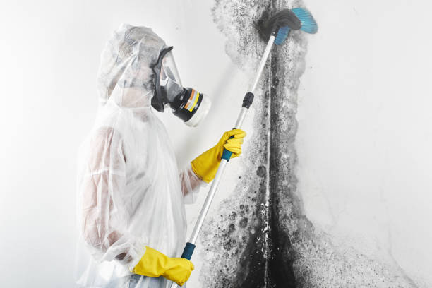 Best Mold Remediation for Rental Properties  in Laurel Lake, NJ
